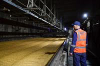 Boortmalt produkujący 3 miliony ton słodu piwnego