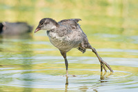 Młoda łyska brodząca przy brzegu Młoda łyska brodząca przy brzegu