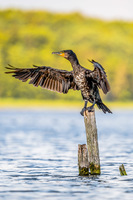 Kormoran rozpościerający skrzydła na tle jeziora Kormoran rozpościerający skrzydła na tle jeziora