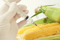 Polacy a GMO