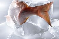 Żywność mrożona okiem IH