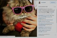Instagramowy profil kota Bilzeriana