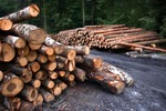 Cień Lex Szyszko nad kolejnymi nowelizacjami dotyczącymi wycinki drzew
