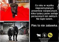 Nie kupuj psa pod choinkę - postuluje również adoptuj.waw.pl