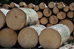 Długi branży drzewnej to 136,8 mln zł. Problemem rosnące ceny i konkurencja