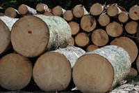 Długi branży drzewnej to 136,8 mln zł