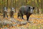 Afrykański pomór świń w Polsce. Duży problem hodowców i eksporterów wieprzowiny