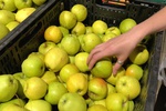 UOKiK bada ceny owoców i warzyw i uczciwość przetwórców