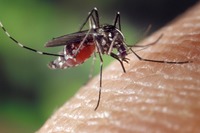 Czy preparaty na kleszcze i komary są dla nas bezpieczne?