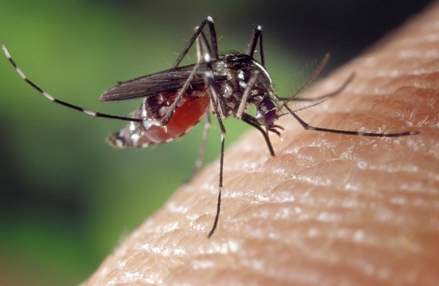 Czy preparaty na kleszcze i komary są dla nas bezpieczne?