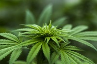 Suplement, lek czy żywność? Olejki CBD a kwestie prawne Suplement, lek czy żywność? Olejki CBD a kwestie prawne