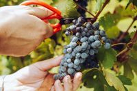 Produkcja wina w Polsce z zagranicznych winogron? Produkcja wina w Polsce z zagranicznych winogron?