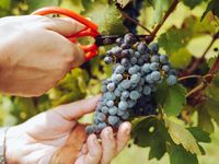 Polskie wino z zagranicznych winogron?