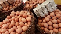 Co dziesiąte jajko w Unii Europejskiej znosi polska kura