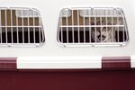 Pies na pokładzie. 10 zasad transportu zwierząt samolotem