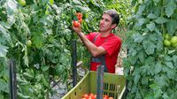 Ukraińcy znajdą pracę w rolnictwie i ogrodnictwie