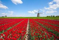 Praca za granicą: Holandia niepopularna?