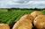 Ceny produktów rolnych VII 2013