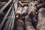 GUS: ceny produktów rolnych w IV 2025 wzrosły o 12,5% r/r