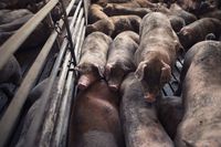 Ceny żywca wieprzowego były niższe niż rok temu