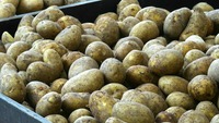 W skali roku obniżyły się jedynie ceny ziemniaków