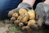 W porównaniu r/r najbardziej podrożały ziemniaki