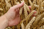 GUS: ceny produktów rolnych w marcu 2022 wzrosły aż o 35,9% r/r