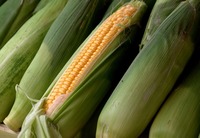 Niższe były ceny kukurydzy