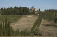 Winnica w okolicach Sieny