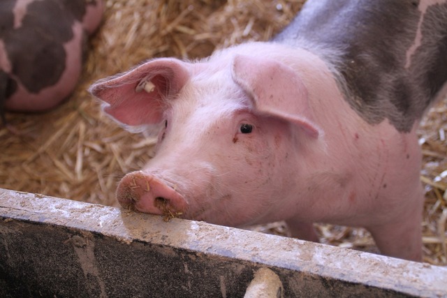 Rolnicy mają 680 mln zł długów