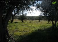 Gaj oliwny w Portugalii